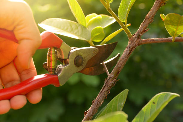 How Our Tree Care Process Works  in  Elverta, CA